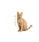 茶トラ猫 フェリックスの日常（個別スタンプ：22）