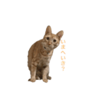 茶トラ猫 フェリックスの日常（個別スタンプ：25）