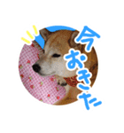 チロル＆モモ01（個別スタンプ：3）