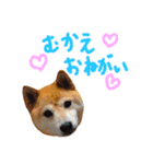 チロル＆モモ01（個別スタンプ：6）