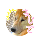 チロル＆モモ01（個別スタンプ：7）