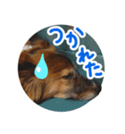 チロル＆モモ01（個別スタンプ：8）