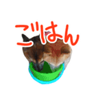 チロル＆モモ01（個別スタンプ：9）