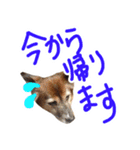チロル＆モモ01（個別スタンプ：11）