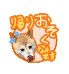 チロル＆モモ01（個別スタンプ：12）