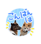 チロル＆モモ01（個別スタンプ：13）