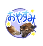 チロル＆モモ01（個別スタンプ：16）