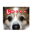 中西家のわんこ「るるちゃん」♪（個別スタンプ：1）