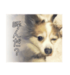 中西家のわんこ「るるちゃん」♪（個別スタンプ：2）