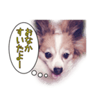 中西家のわんこ「るるちゃん」♪（個別スタンプ：3）