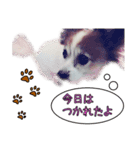 中西家のわんこ「るるちゃん」♪（個別スタンプ：4）