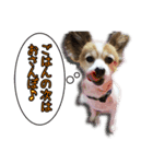 中西家のわんこ「るるちゃん」♪（個別スタンプ：6）