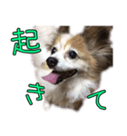 中西家のわんこ「るるちゃん」♪（個別スタンプ：7）