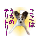 中西家のわんこ「るるちゃん」♪（個別スタンプ：8）