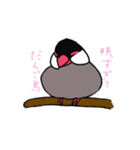 文鳥の暮らし（個別スタンプ：1）