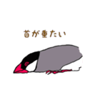 文鳥の暮らし（個別スタンプ：8）