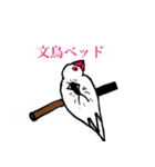 文鳥の暮らし（個別スタンプ：11）
