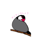 文鳥の暮らし（個別スタンプ：14）