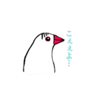 文鳥の暮らし（個別スタンプ：16）