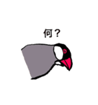 文鳥の暮らし（個別スタンプ：19）