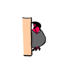 文鳥の暮らし（個別スタンプ：25）