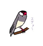 文鳥の暮らし（個別スタンプ：35）