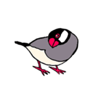 文鳥の暮らし（個別スタンプ：37）