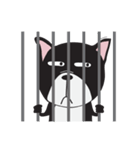 Frence Bulldog (Black Dogs)（個別スタンプ：29）