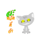 Cat's Korat（個別スタンプ：1）