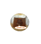 キンクマハムスターのしぐさ（個別スタンプ：4）