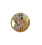 キンクマハムスターのしぐさ（個別スタンプ：6）