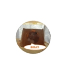 キンクマハムスターのしぐさ（個別スタンプ：7）