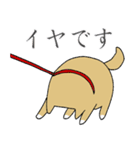 秋田犬、柴犬スタンプ（個別スタンプ：6）