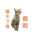 Real CAT.Chinese5（個別スタンプ：3）