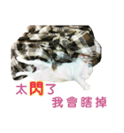 Real CAT.Chinese5（個別スタンプ：6）