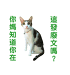 Real CAT.Chinese5（個別スタンプ：7）