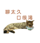 Real CAT.Chinese5（個別スタンプ：8）