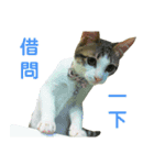 Real CAT.Chinese5（個別スタンプ：9）