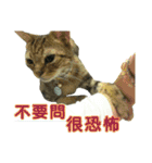 Real CAT.Chinese5（個別スタンプ：11）