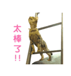 Real CAT.Chinese5（個別スタンプ：12）