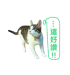 Real CAT.Chinese5（個別スタンプ：13）