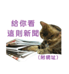 Real CAT.Chinese5（個別スタンプ：14）