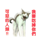 Real CAT.Chinese5（個別スタンプ：16）