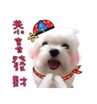 Little Maltese Birdy CNY Greetings（個別スタンプ：1）