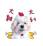 Little Maltese Birdy CNY Greetings（個別スタンプ：3）