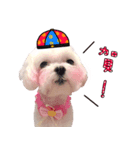 Little Maltese Birdy CNY Greetings（個別スタンプ：6）