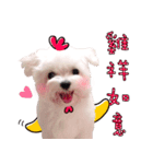 Little Maltese Birdy CNY Greetings（個別スタンプ：7）