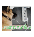 TuaTua office dog（個別スタンプ：13）