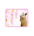 キンクマハムスターきなこ2（個別スタンプ：3）