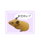 キンクマハムスターきなこ2（個別スタンプ：13）